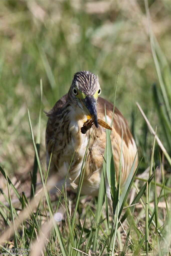 Squacco Heron, feeding habits