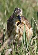 Squacco Heron