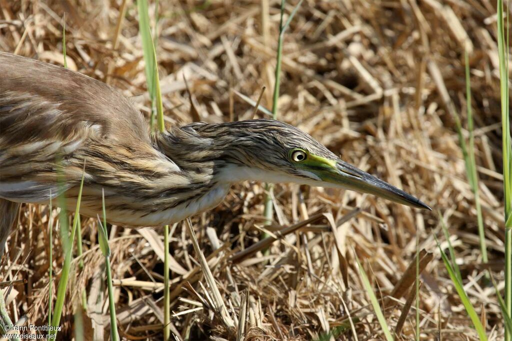 Squacco Heron, Behaviour