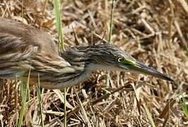 Squacco Heron