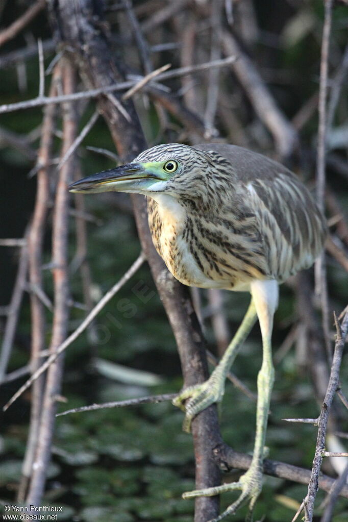 Squacco Heron