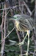 Squacco Heron