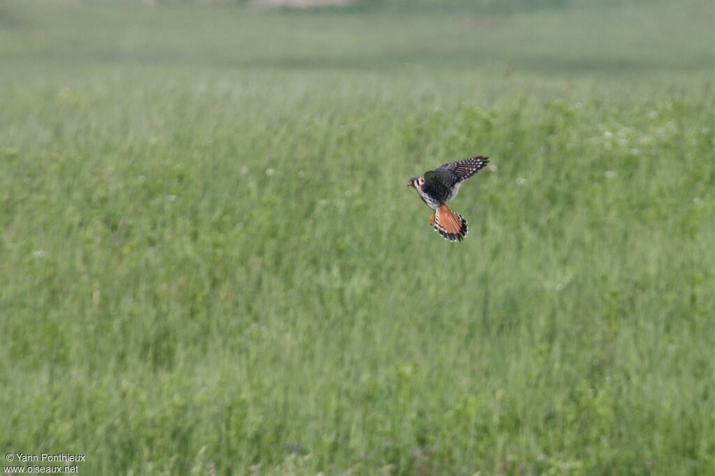 American Kestrel male adult, Flight