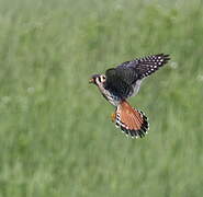 American Kestrel