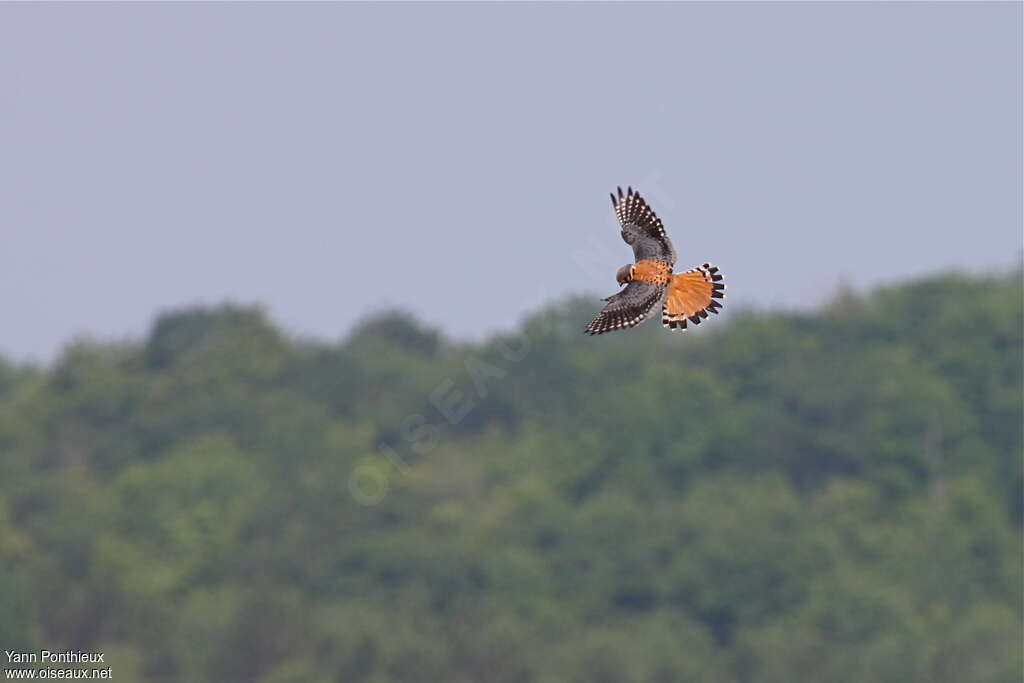 American Kestrel male adult breeding, pigmentation, Flight