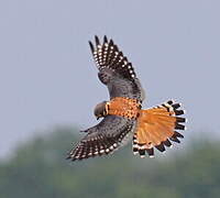 American Kestrel