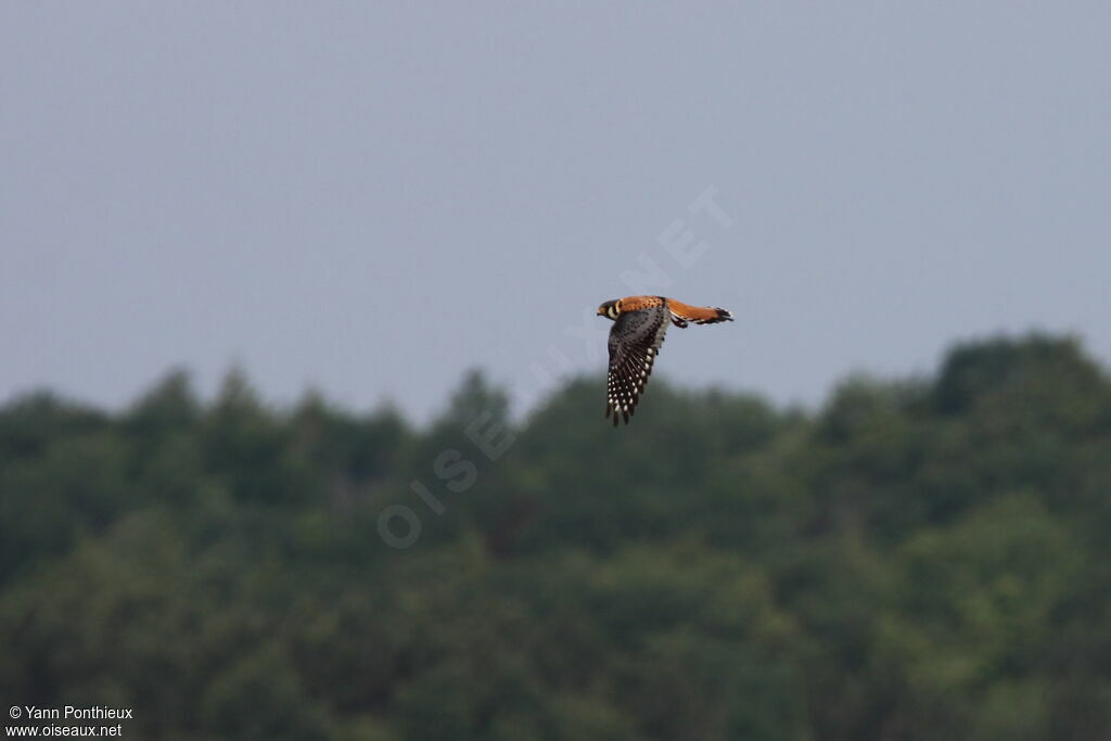 American Kestrel male adult, Flight