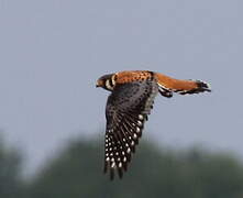 American Kestrel