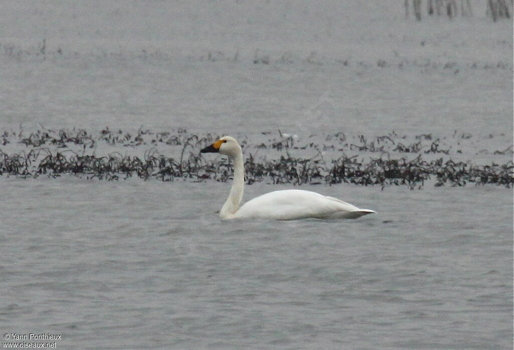 Cygne de Bewickadulte