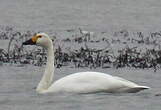 Cygne de Bewick