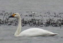 Cygne de Bewick