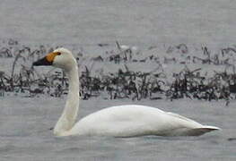 Tundra Swan