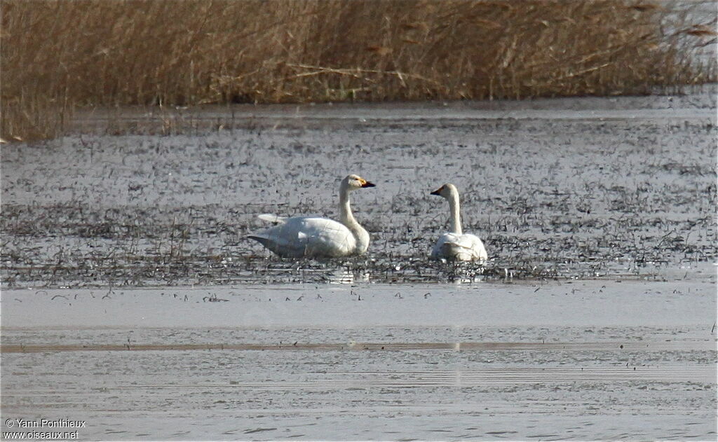 Tundra Swan 