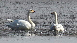 Tundra Swan