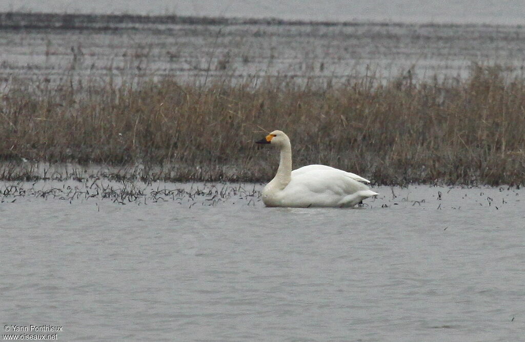 Cygne de Bewickadulte