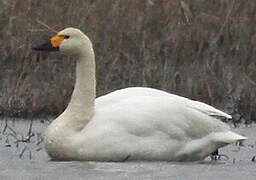 Tundra Swan