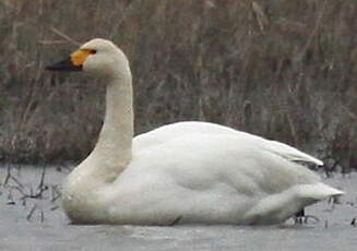 Cygne de Bewick