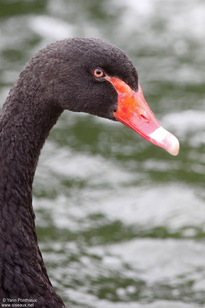 Cygne noir