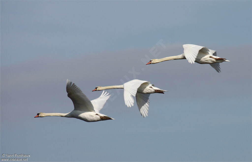 Cygne tuberculéadulte, Vol