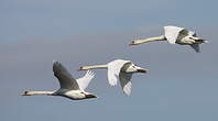 Cygne tuberculé