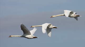 Mute Swan