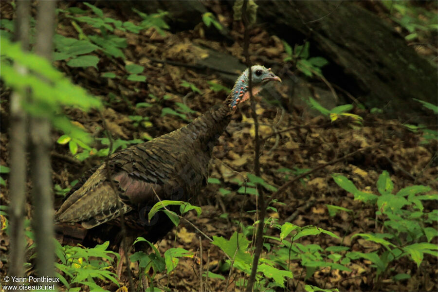 Wild Turkey