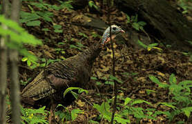 Wild Turkey