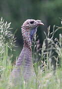 Wild Turkey