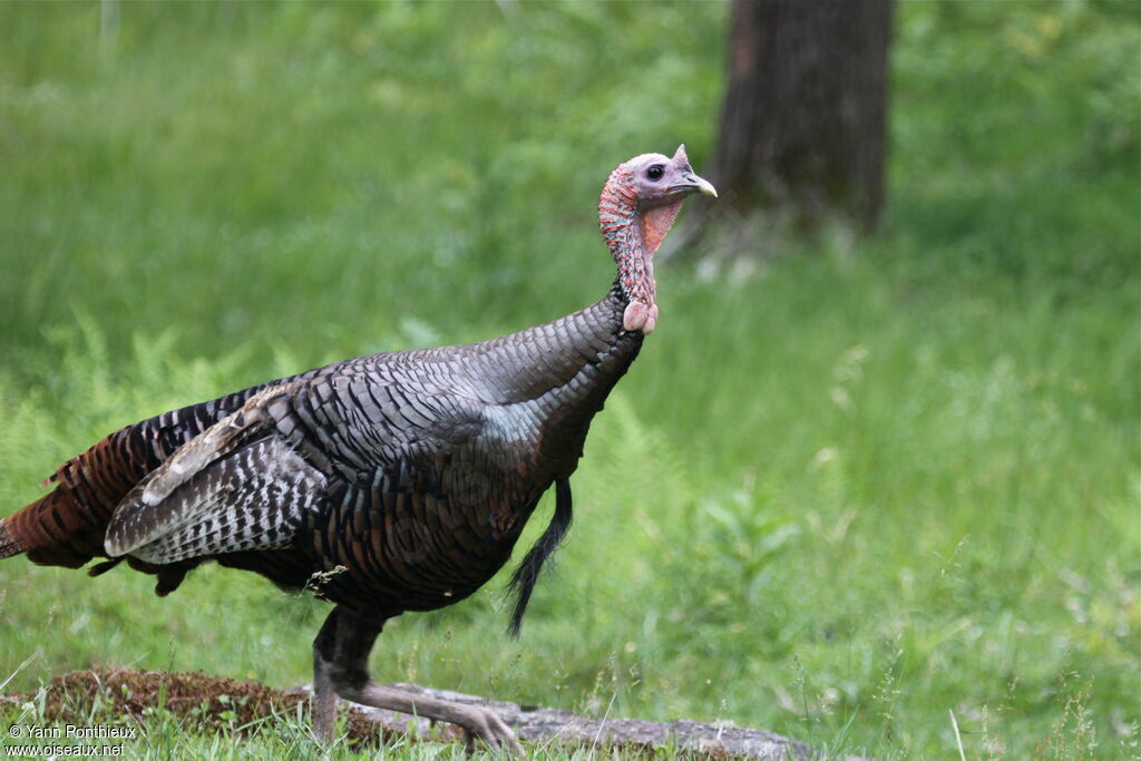 Wild Turkey