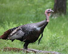 Wild Turkey