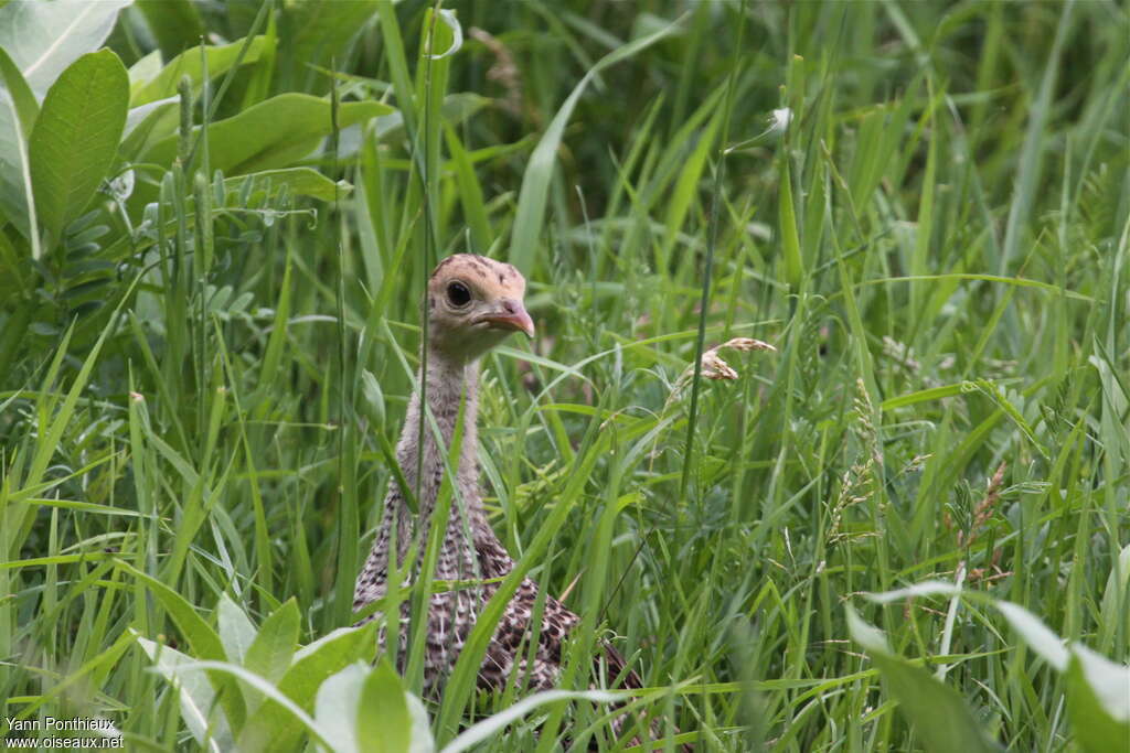 Wild Turkeyjuvenile, close-up portrait