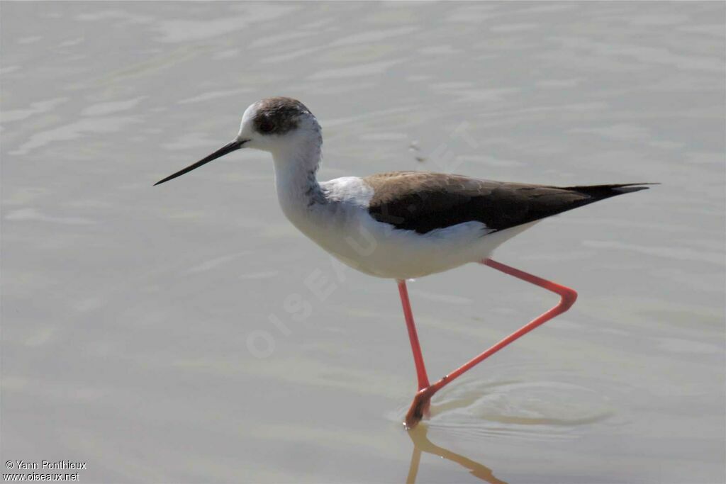 Black-winged Stiltadult