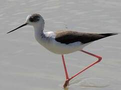 Black-winged Stilt