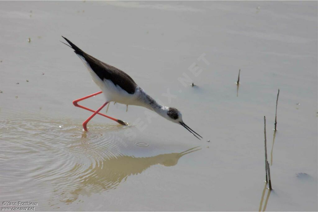 Black-winged Stiltadult