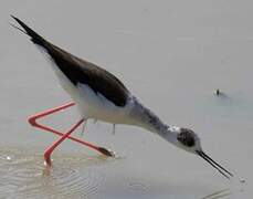 Black-winged Stilt