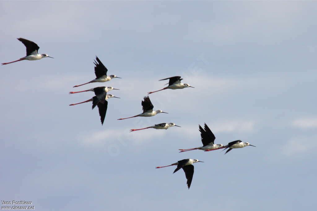 Black-winged Stilt, Flight, Behaviour