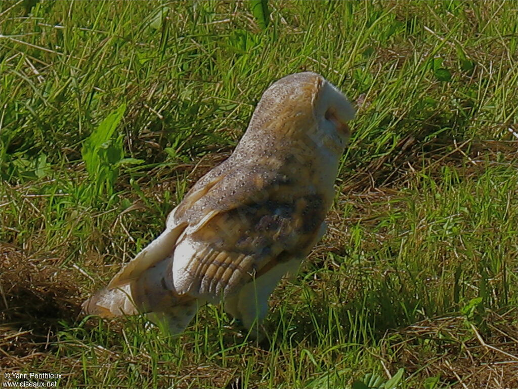 American Barn Owl