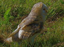 American Barn Owl