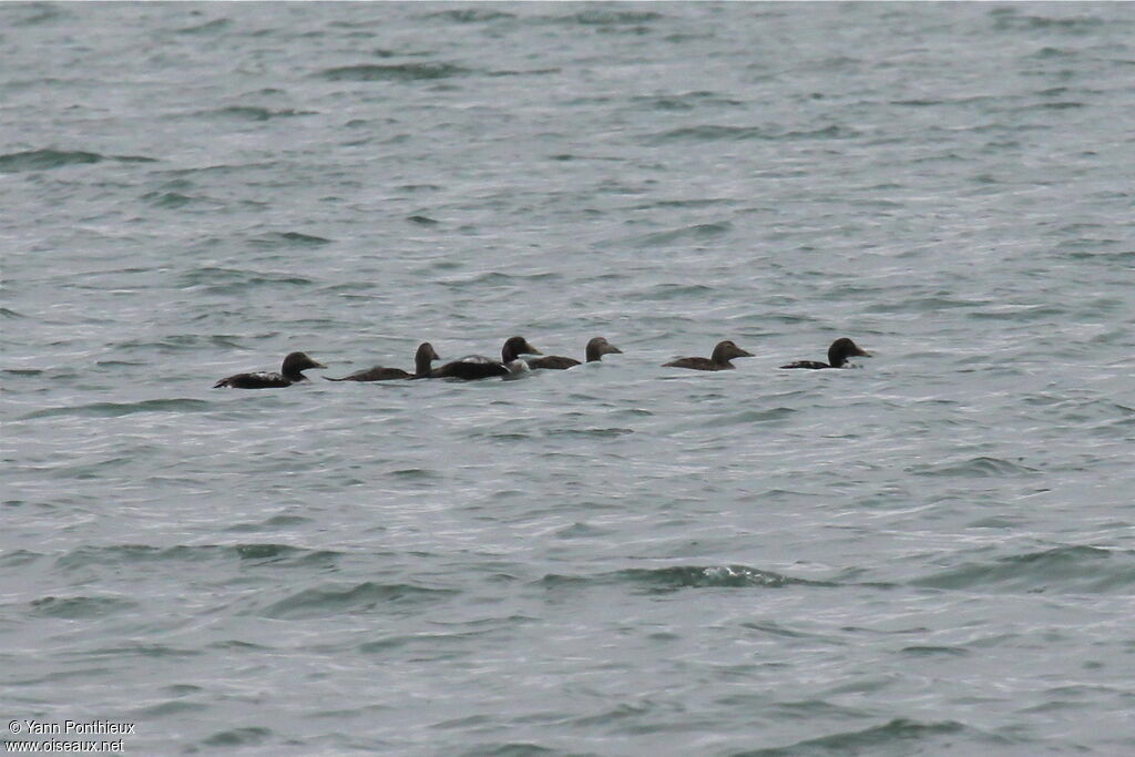 Eider à duvet