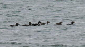 Common Eider