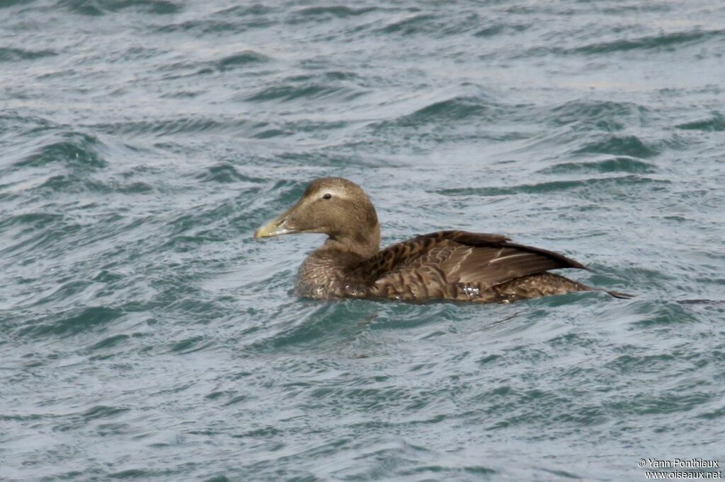 Common Eider female First year