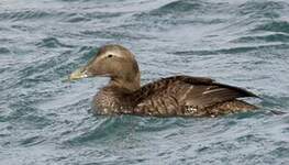 Eider à duvet