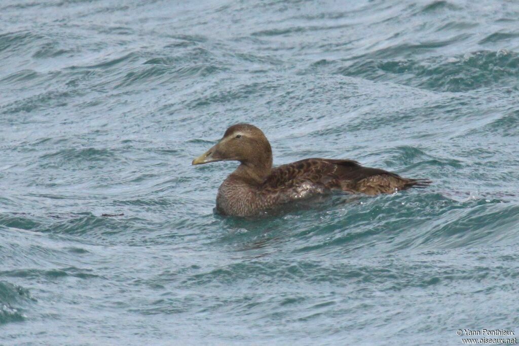 Common Eider female First year