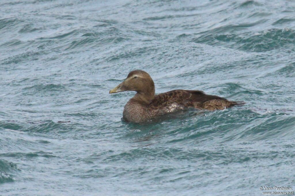 Common Eider female First year