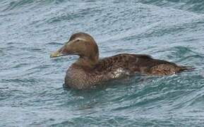 Eider à duvet