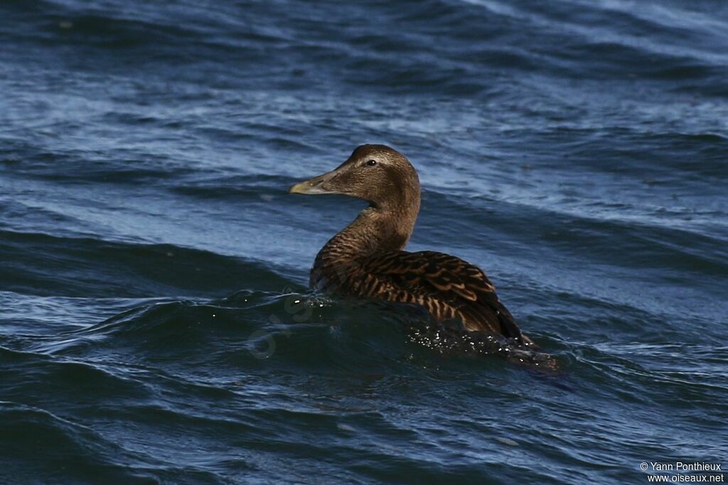 Eider à duvet femelle