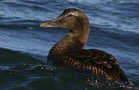 Common Eider