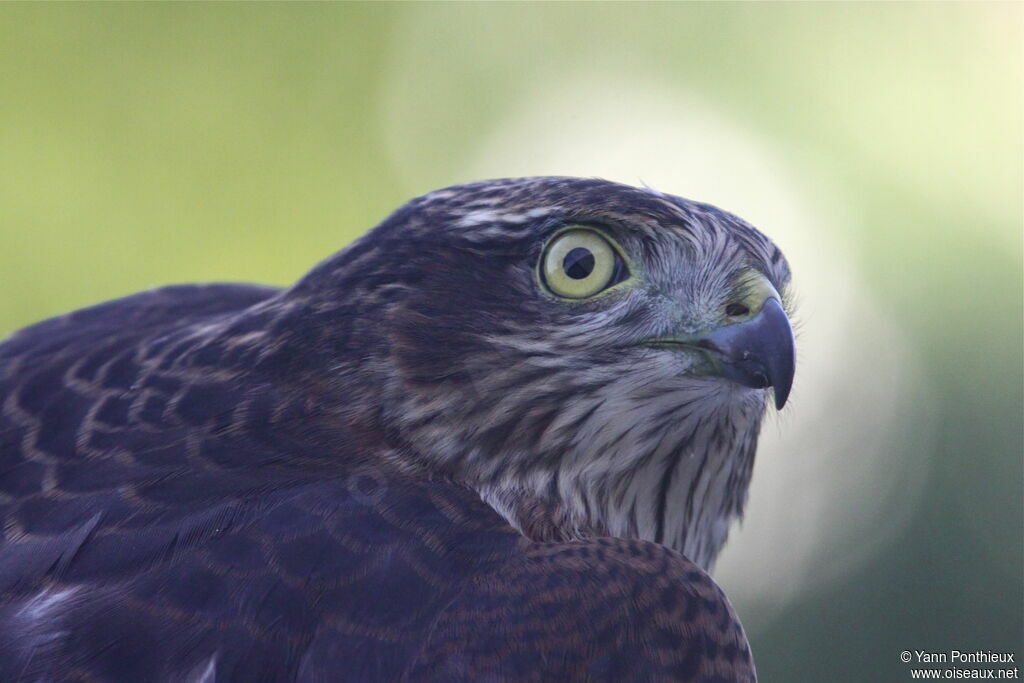 Eurasian Sparrowhawkjuvenile