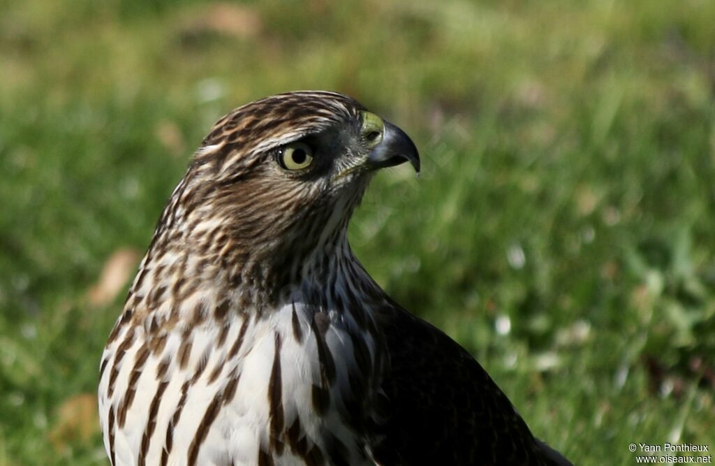 Cooper's Hawk