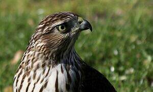 Cooper's Hawk